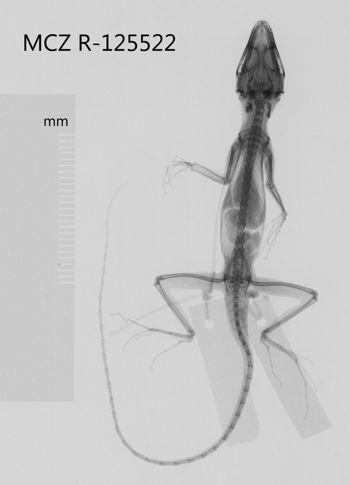 Media type: image;   Herpetology R-125522 Aspect: dorsoventral x-ray